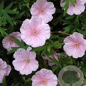 Geranium sang. 'Apfelblute' GM P9