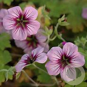 Geranium 'Storm Chaser' GM P9