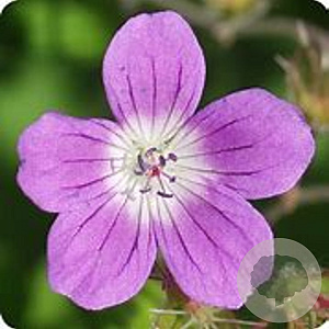 Geranium sylvaticum GM P9