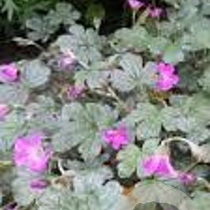 Geranium 'Tanya Rendall' GM P9