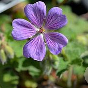 Geranium 'Terre Franche' GM P9
