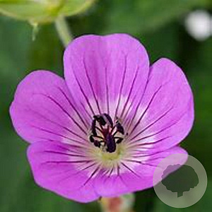 Geranium wallichianum 'Rozette' GM P9
