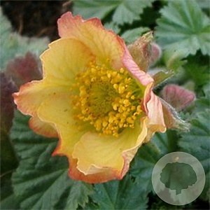 Geum 'Beech House Apricot' GM P9