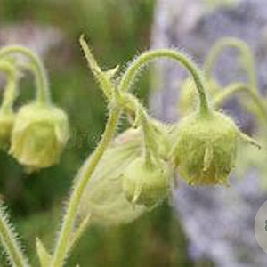 Geum 'Bulgaricum' GM P9