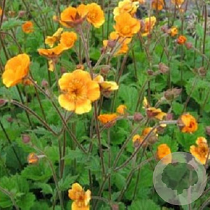 Geum 'Carlskaer' GM P9