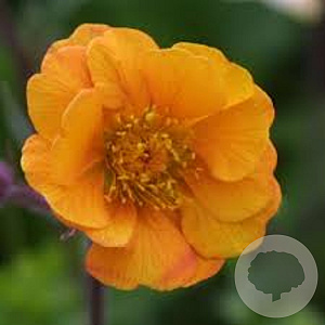 Geum 'Carlskaer' GM P9