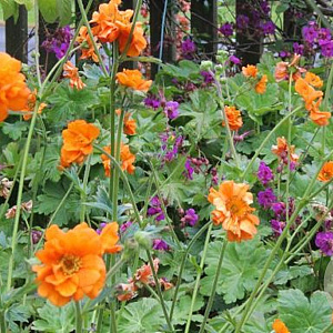 Geum chiloense 'Dolly North' GM P9