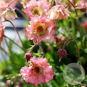 Geum Pretticoats Peach GM P9