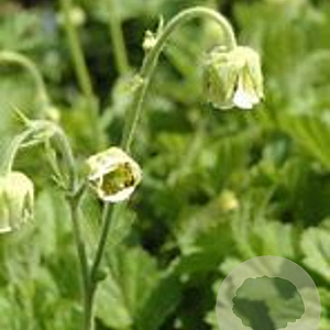 Geum rivale 'Album' GM P9