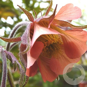 Geum rivale 'Leonard's Variety' GM P9