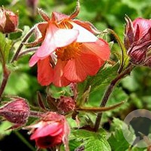 Geum rivale 'Leonard's Variety' GM P9