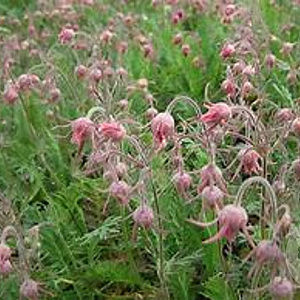 Geum triflorum GM P9