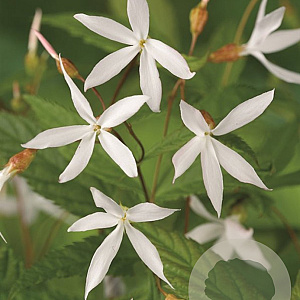 Gillenia trifoliata GM P9