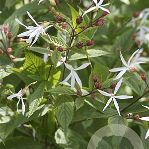 Gillenia trifoliata GM P9