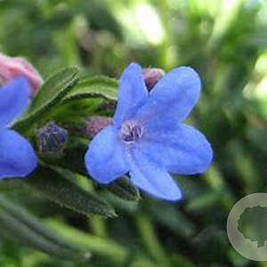 Lithodora diffusa GM P9
