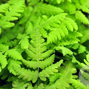 Gymnocarpium dryopteris 'Plumosum' GM P9