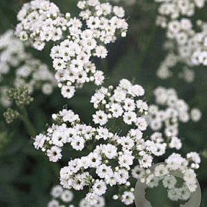 Gypsophila paniculata GM P9