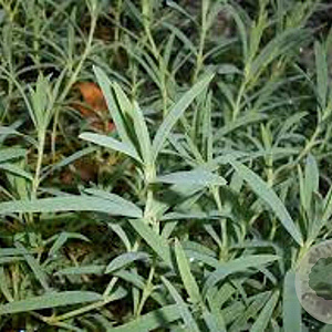 Gypsophila repens GM P9