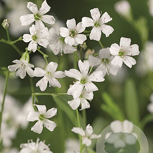 Gypsophila repens 'Alba' GM P9