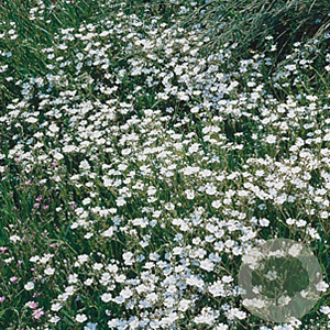 Gypsophila repens 'Alba' GM P9