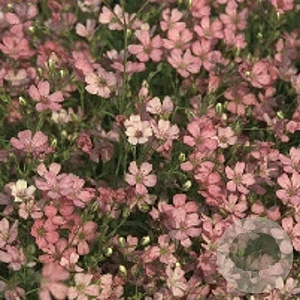 Gypsophila repens 'Rosa Schönheit' GM P9
