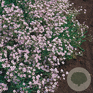 Gypsophila repens 'Rosea' GM P9
