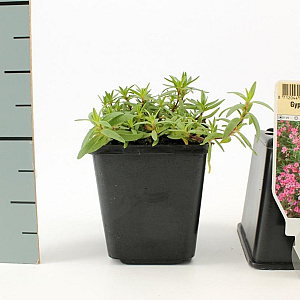 Gypsophila repens 'Rosea' GM P9