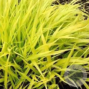 Hakonechloa macra 'All Gold' GM P9