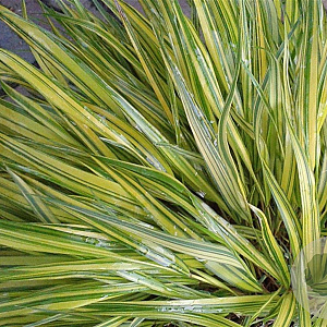 Hakonechloa macra 'Aureola' GM P9