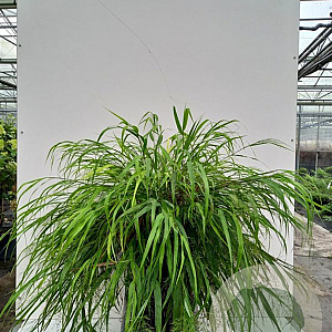 Hakonechloa macra 'Nicolas' GM P9