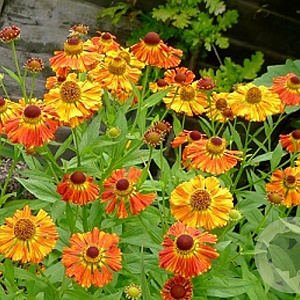 Helenium 'chepperfield' GM P9