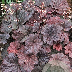 Helenium 'Autumn Fire' GM P9