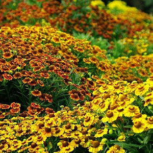 Helenium autumnale GM P9