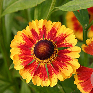 Helenium 'Biedermeier' GM P9
