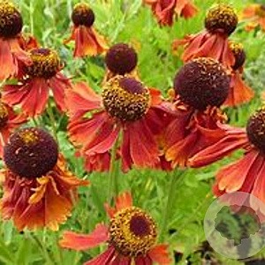 Helenium 'Crimson Beauty' GM P9
