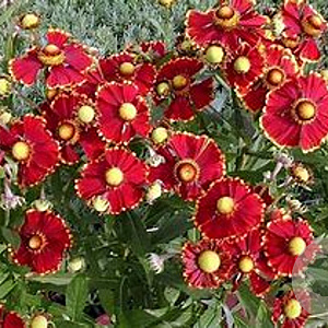 Helenium 'Helena' GM P9