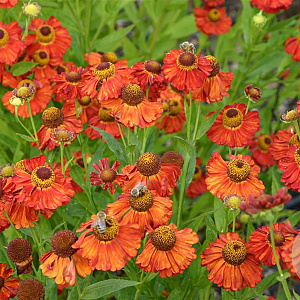 Helenium 'Indianersommer' GM P9
