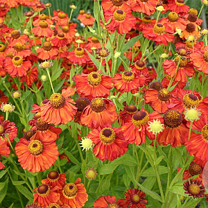 Helenium 'Indianersommer' GM P9