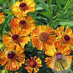 Helenium 'Kupfersprudel' GM P9