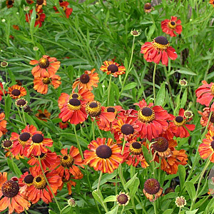 Helenium 'Kupferzwerg' GM P9
