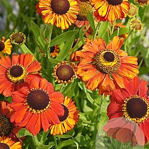 Helenium 'Red Army' GM P9
