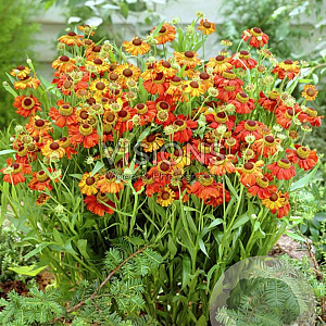 Helenium 'Red Army' GM P9