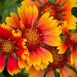 Helenium 'Rubinkuppel' GM P9