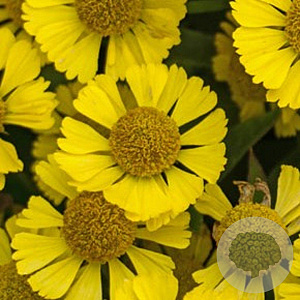 Helenium 'Sombrero' GM P9