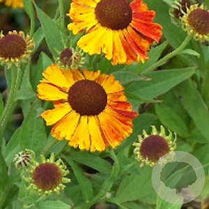 Helenium 'Waltraut' GM P9