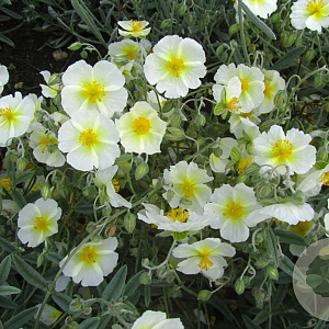Helianthemum 'Snow Queen' GM P9