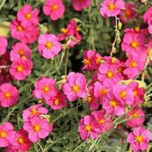 Helianthemum 'Ben Dearg' GM P9