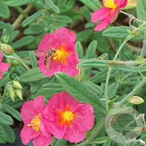 Helianthemum 'Ben Hope' GM P9