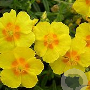 Helianthemum 'Ben Nada' GM P9