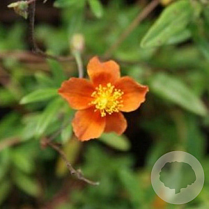 Helianthemum 'Bronzeteppich' GM P9